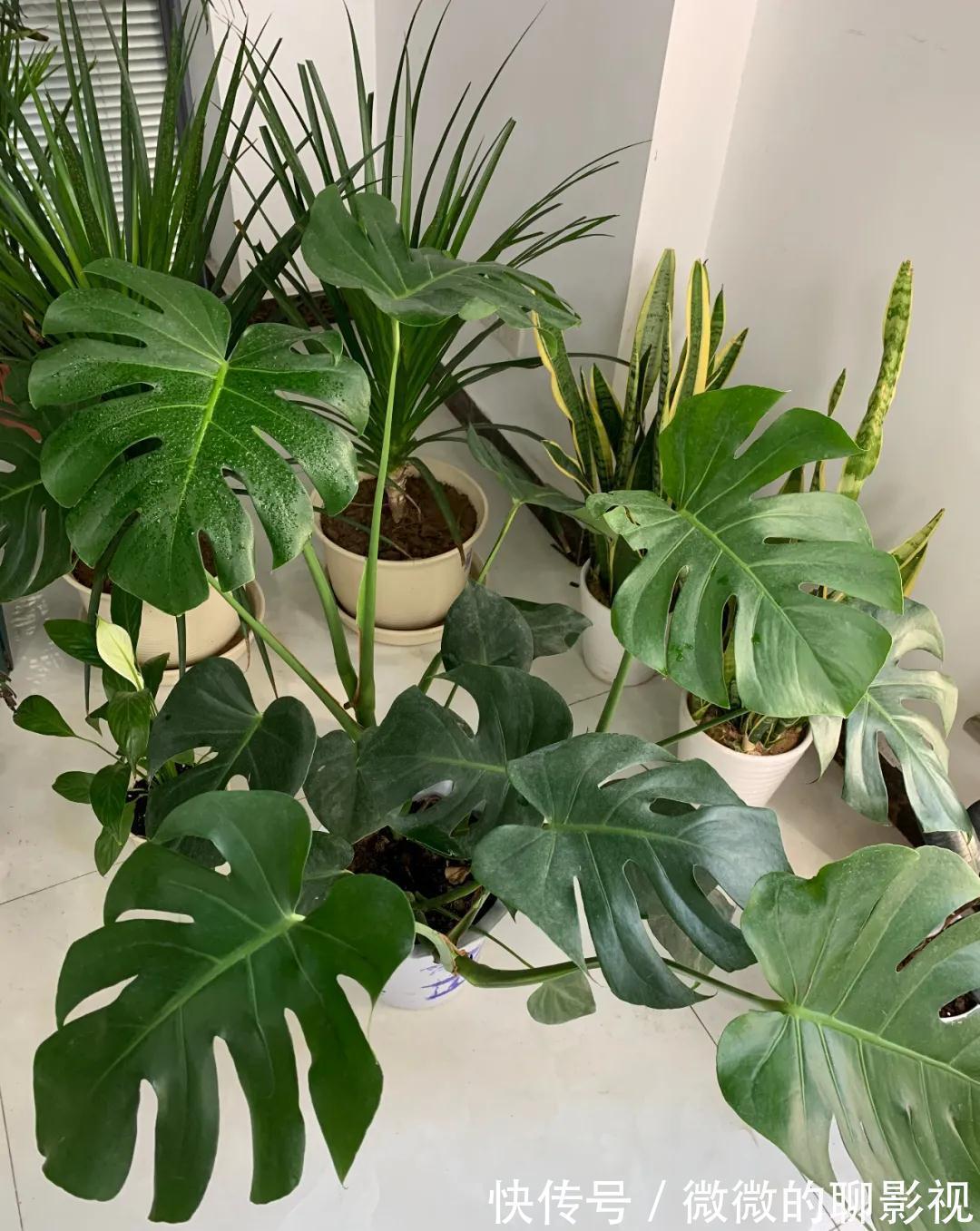 这5种花,越喷水,长得越好,叶子绿的能滴油