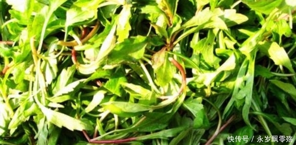 景天三七|农村人都喜欢吃野菜，认识三种是农村人，你是不是呢？