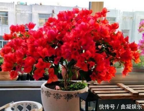 阳台适合养3种花，人养花，花也养人，解毒败火，家家必备！