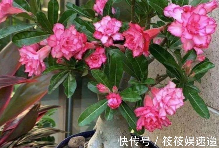 4种花养在家里,自带福气好养活,开花漂亮财运来,一养就上瘾