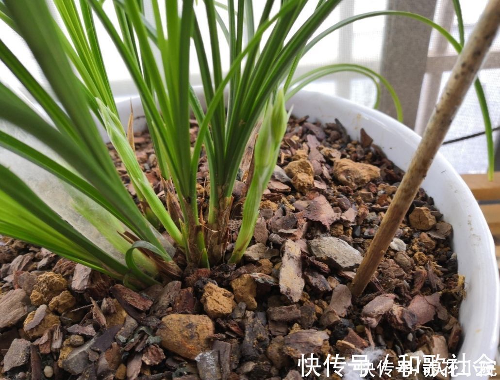 技巧|养兰花浇水很关键，记住几个浇水技巧，兰株不烂根不空根