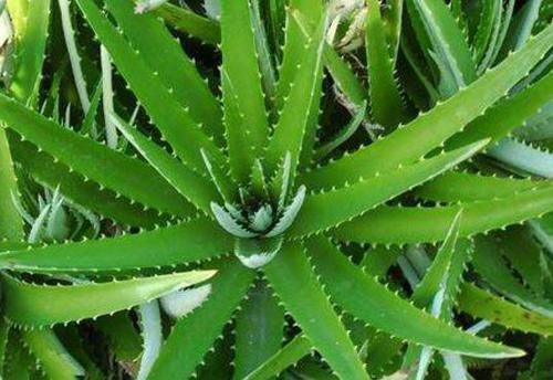 为什么有钱人家里都养这3种植物旺财又旺人,幸好知道早了