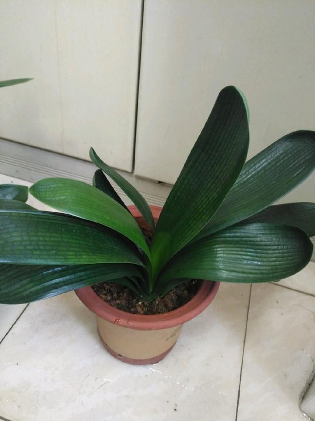 君子兰浇水4要点,掌握君子兰四季浇水技巧,开花爆盆不难