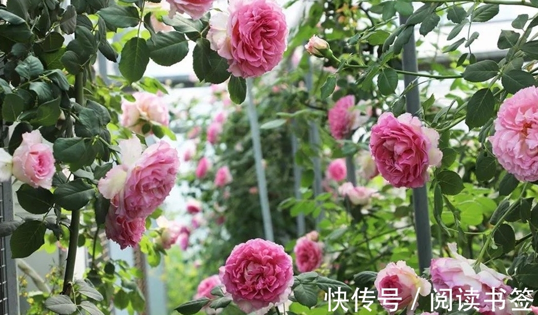 威基伍德|太热了，“粉龙”不开花，用这几个月季品种来弥补遗憾，真心不错