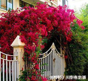 月季|阳台养花在精不在多,3种花好养又好看,值得养一盆