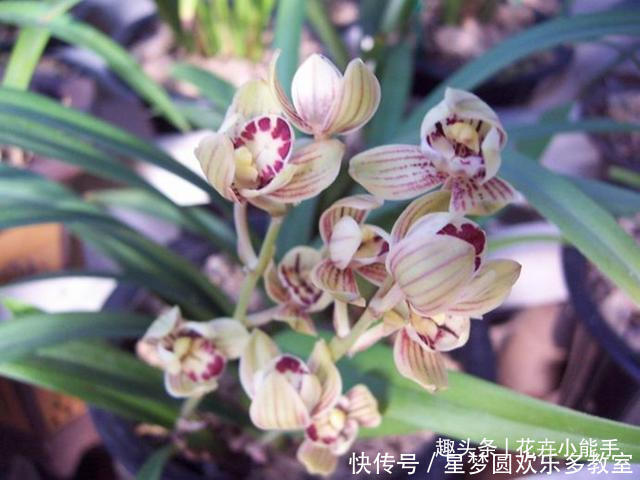 此兰花“缺点”就是太爱开花，一年365天不休息，香味扑鼻又好养