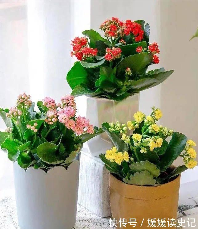 10种“旺运花”，家里至少养一盆，漂亮吉祥还“养人”