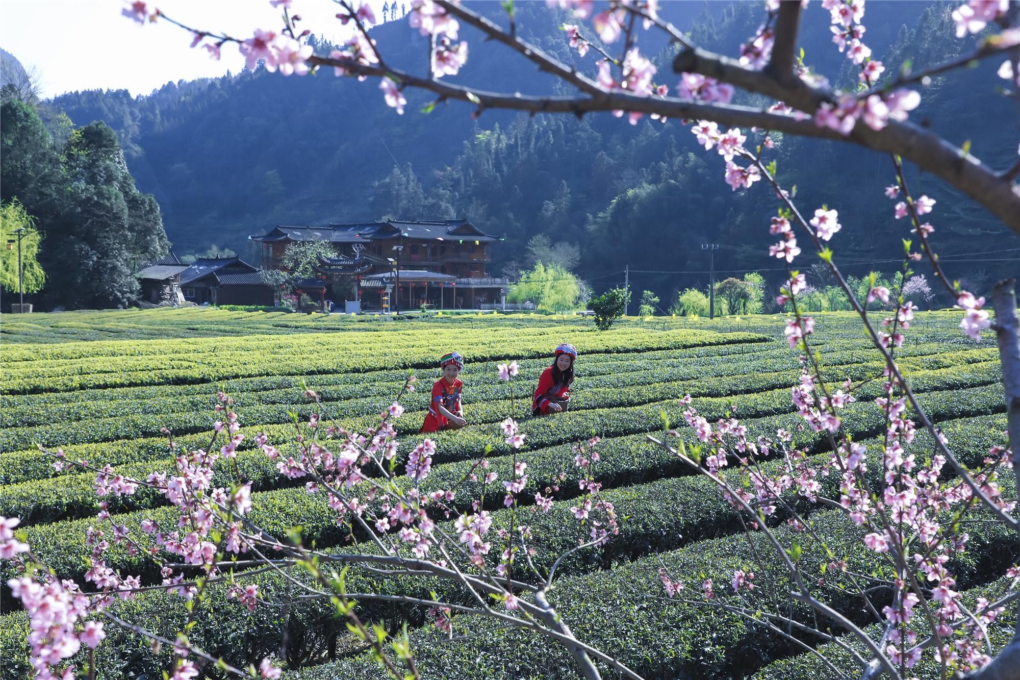 |盛家坝：桃花明媚暖二官