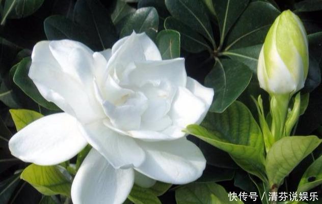 浇水|浇花水碱性大，浇水经常性的加点“它”，快速解决植株黄化症