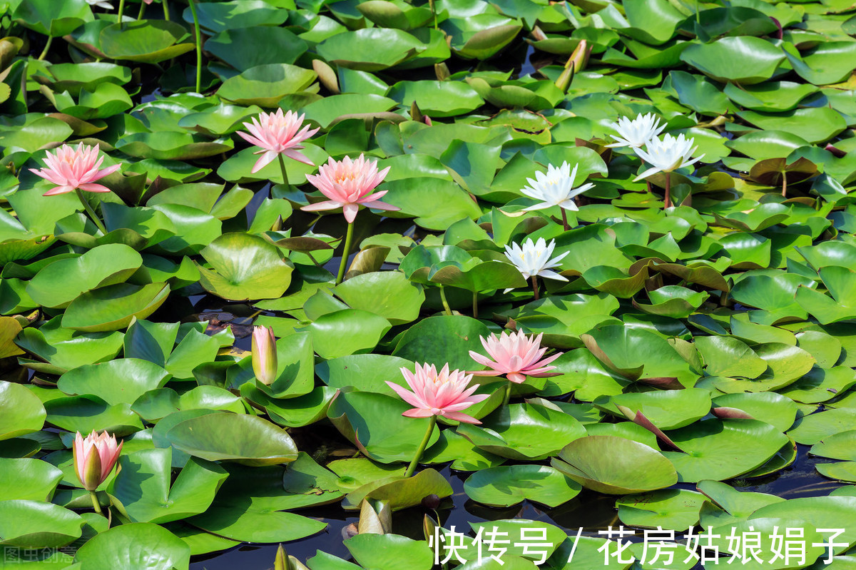 养分|葳蕤俏丽如碗莲，为何只长叶不开花？为你揭开8个不开花的原因