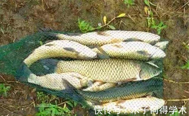 钓鱼技巧:钓鲤鱼可以追星,钓草鱼可以追风,仅限秋季使用