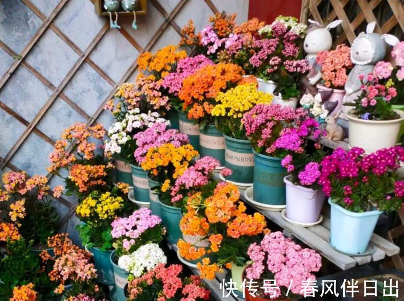 长寿|初秋养长寿花，盆栽该怎么催花？满足4点，植株呼呼窜花苞