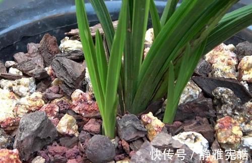 养兰花,“掐准”此4点,植株更长寿、年年开花