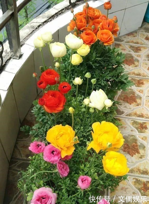 被称为“夏必死”的8种花,我却喜欢买一些,因为能“省”不少钱