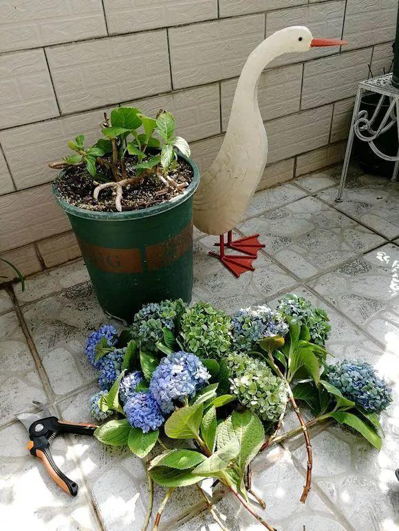 长寿月季花后赶紧剪一刀,剪完就开花,一直剪一直开!