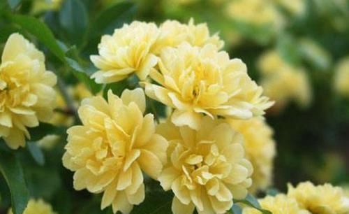 4种“女神花”，漂亮好养，开花量大，十里飘香，你养了吗