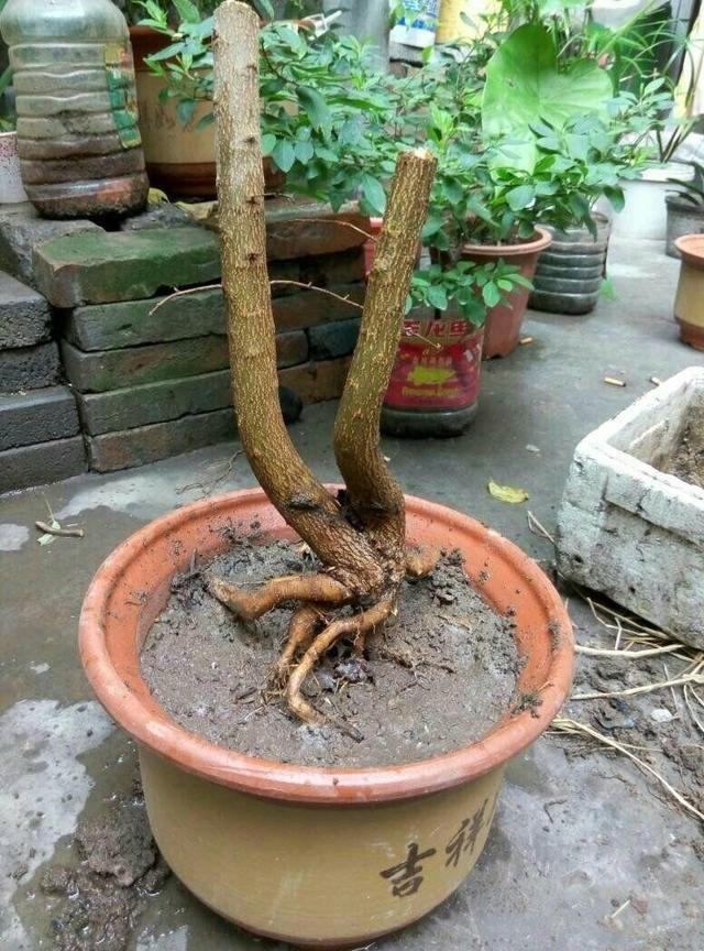 石榴盆景外形美,根系却无法附在石头上,巧用塑料瓶就解决