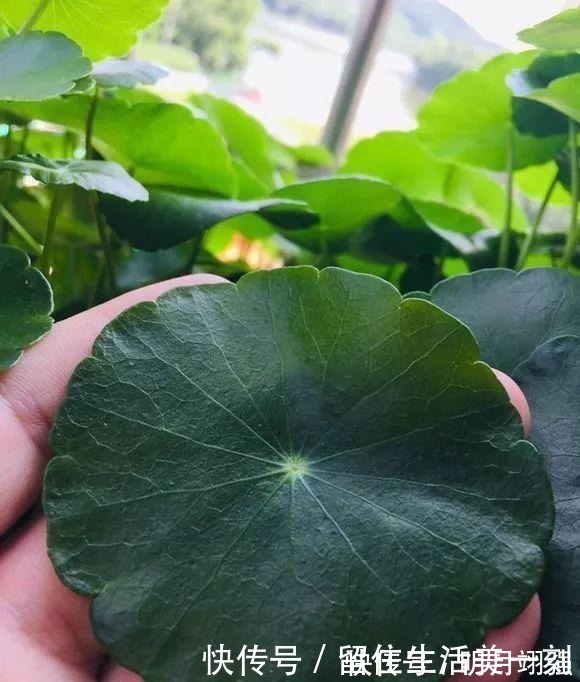 4种花“嗜水如命”,一刻也不能断水,缺了就蔫,看看你家有吗!