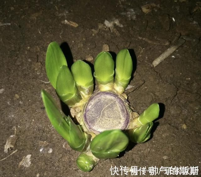 养护|李大姐养君子兰,开春切一刀,养60天,冒出9个芽,要爆盆了