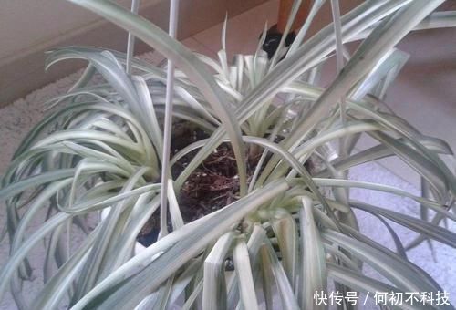 吊兰叶子干尖要如何处理,为啥会出现这种状况