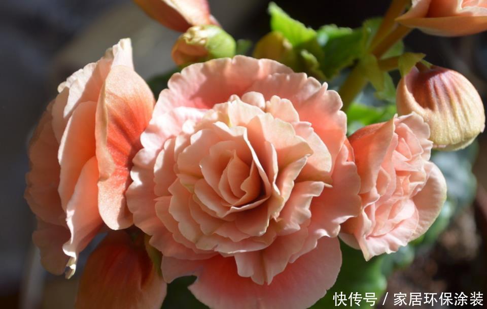 4种旺运花,吉祥添富贵,花朵迷人,阵阵花香,花朵大!