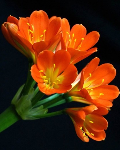 君子兰花期养护难掌握四个小技巧，呼呼长花苞，这个夏天真美好