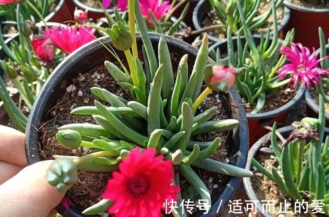 这两款多肉常年碧绿,花色鲜艳花期长,没有人嫌弃还好养