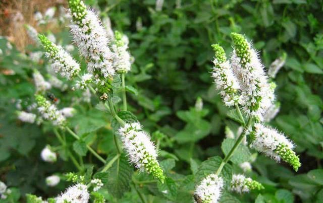 卧室放了2种花，天气再热也不怕失眠，净化空气很干净