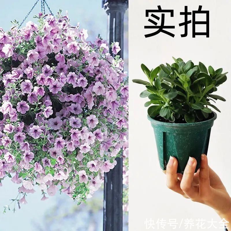 玛格丽特|夏天修剪要下狠手，剪得越狠越爆盆，多晒长成大花球