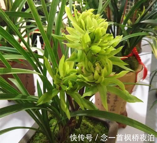 这款兰花想养死都难,花型难得一见,曾被炒到百万,如今热度不减