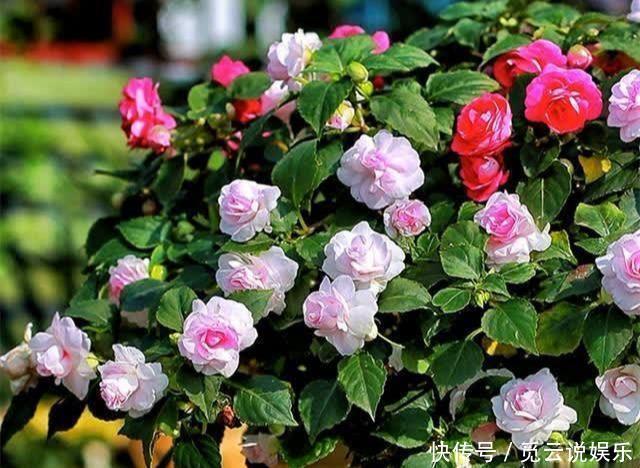 茶花生长,四季有“规律”,秋天这样养,花苞巴掌大,砰砰开大花