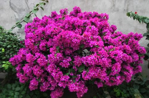 开满|2种漂亮花,皮实又好养,现在扦插几盆,来年花开满枝!