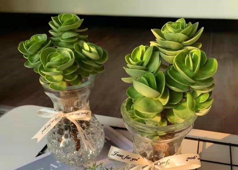 多肉可以不用土养,买几个玻璃瓶,装满水,养多肉很漂亮