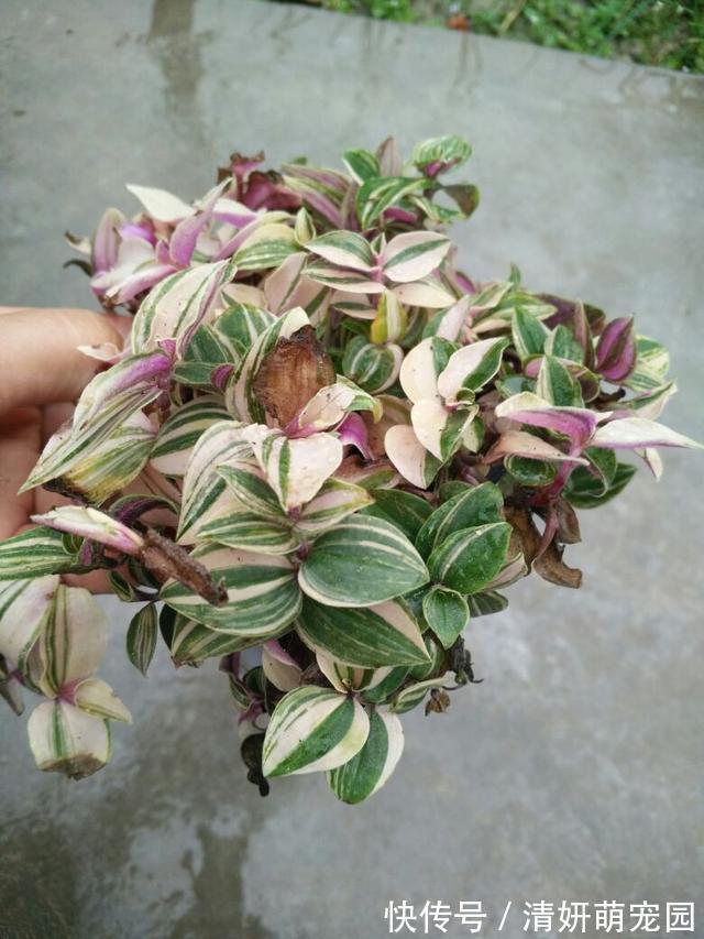 花花|家里养婚礼吊兰,气质优雅观赏性强,邻居看了都喜欢