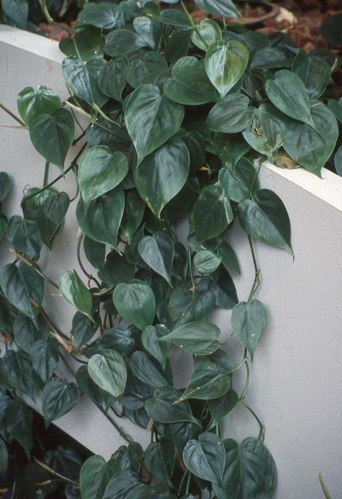 受欢迎|蔓绿绒观叶植物里的大家族,叶子颜色形态各异,我家就养了几种