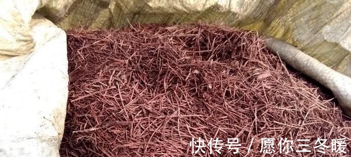 路边捡一把扔到花盆里，土壤肥的流油，根壮不腐烂，3年不用换土！