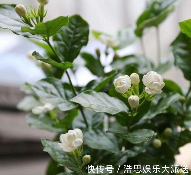 扦插茉莉花,按照“此”方法,用点“这种水”,7天根系长满盆