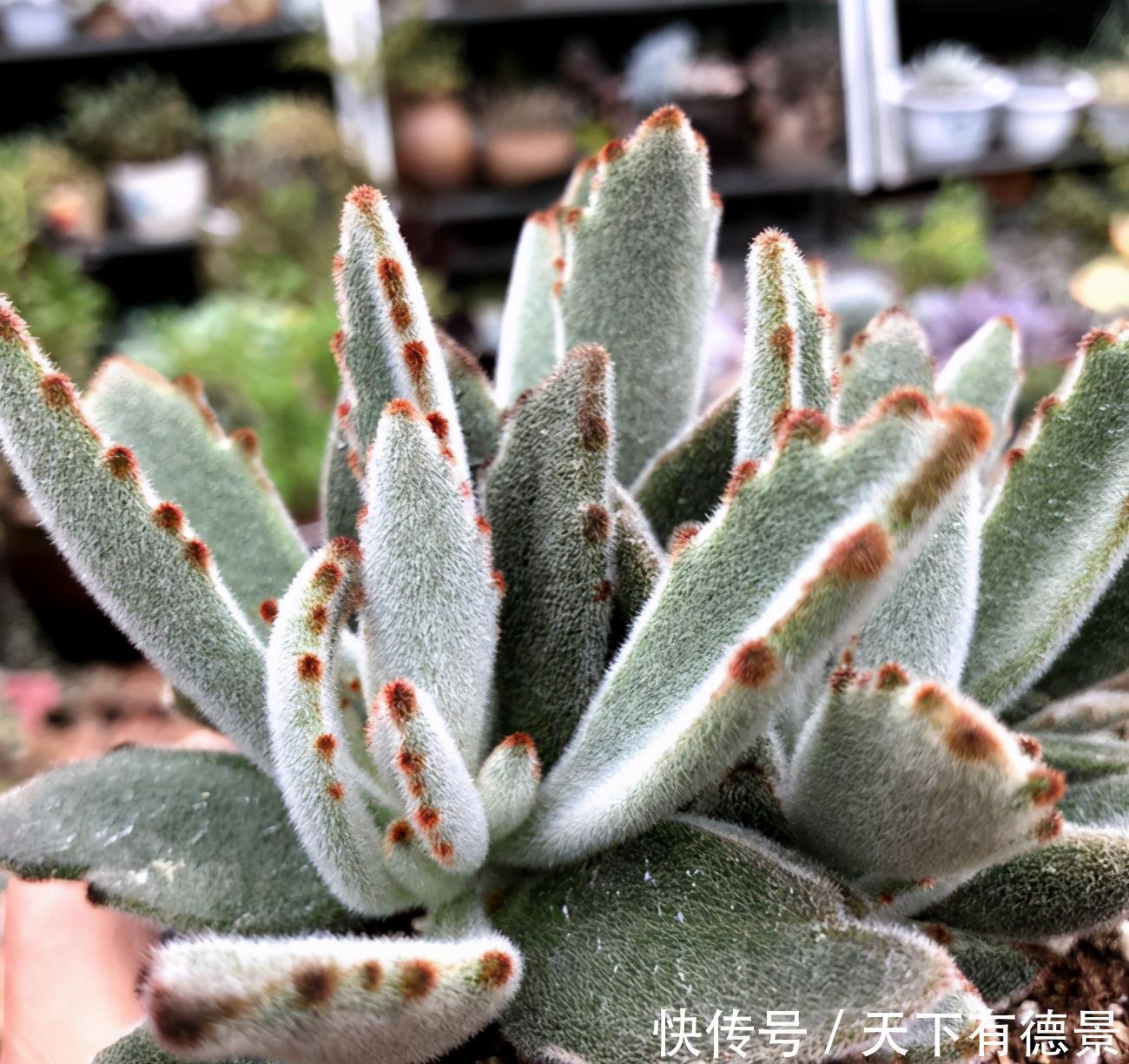 兔耳多肉真可爱,品种不同有区别,学一学养护方法