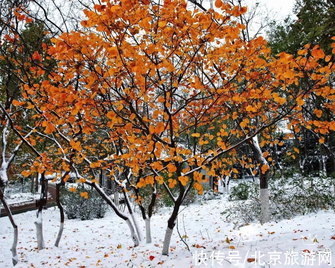 白雪世界|雪色与秋色荟萃出自然之美！