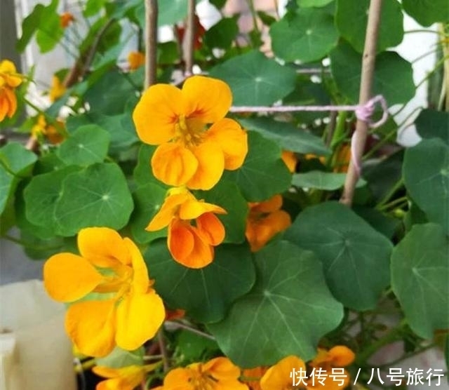 这花,叶形优美,花朵靓,开花也能爬满墙