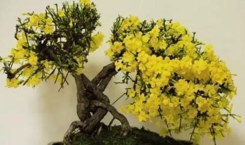 漂亮|3种花,漂亮又好养,越养越“值钱”,养10盆也不嫌多