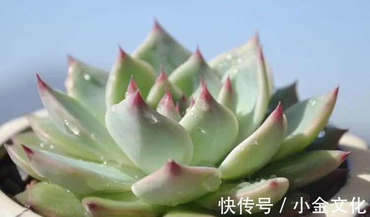 以阳光为滤镜,蓝天为背景,期待拥抱春天,拥抱自然!