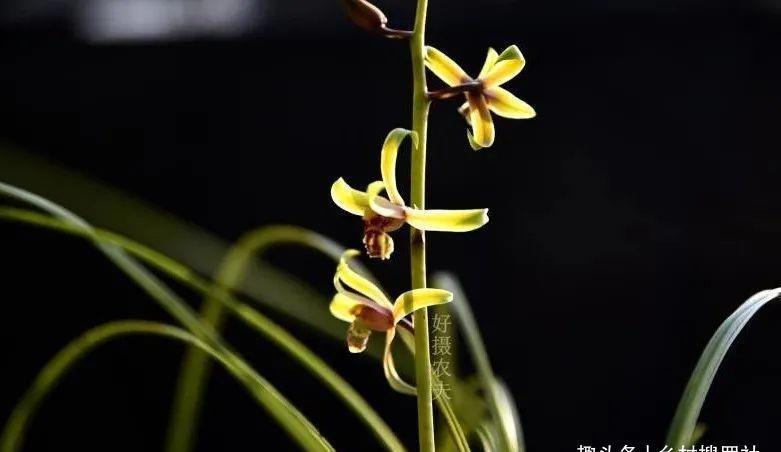 植料|什么树皮种兰花更好?学会处理松树皮,养蕙兰一年都不用施肥