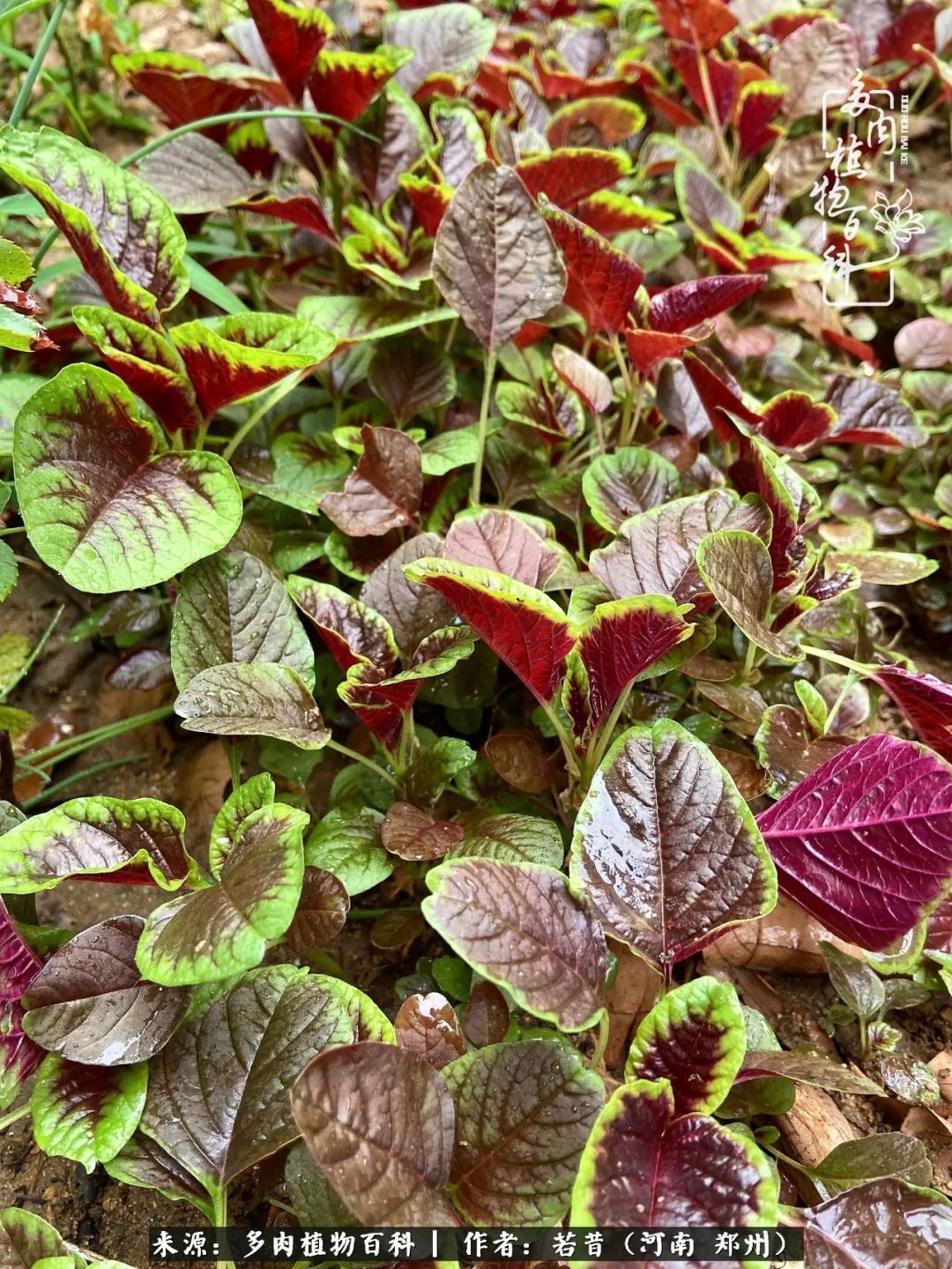 迷你小院儿，种满多肉、花草和蔬果，沉醉在自己的世外桃源！