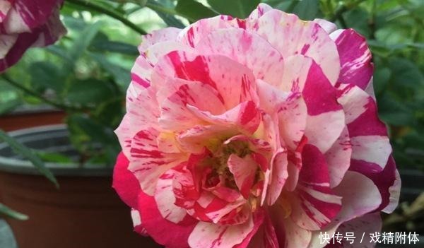 此花抗病性很强,非常耐热,花期又长,优点很多,是盆栽佳品!