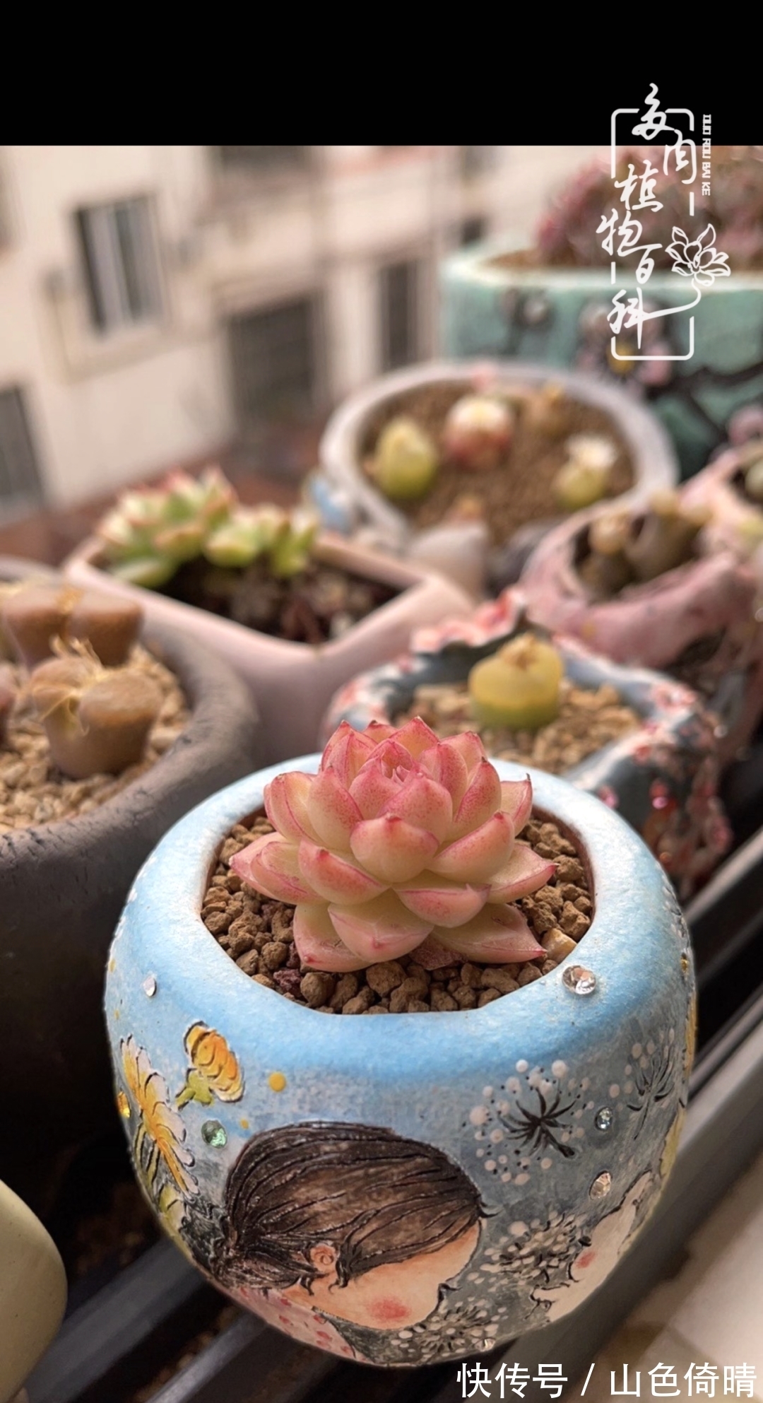 我与多肉植物百科的398天离别又重逢!