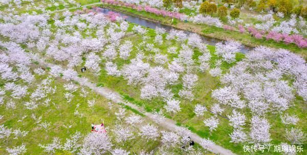 钱塘江边最美樱花林，共有6000余株，现已竞相开放犹如童话世界