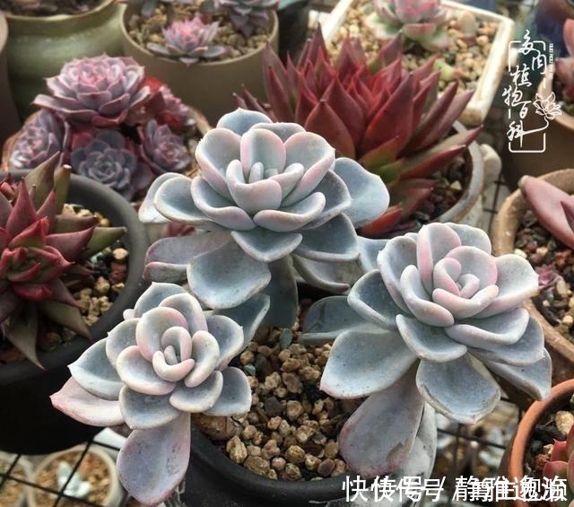 静夜|养多肉三年多，初见惊鸿！累并快乐着！养多肉三年多，初见惊鸿！累并快乐着！