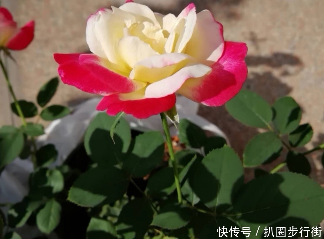 你的那些盆栽月季长得如何？