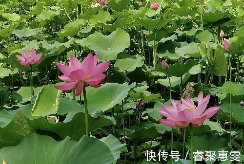 荷花|北海公园荷花盛开，形成接天莲叶无穷碧，映日荷花别样红的美景